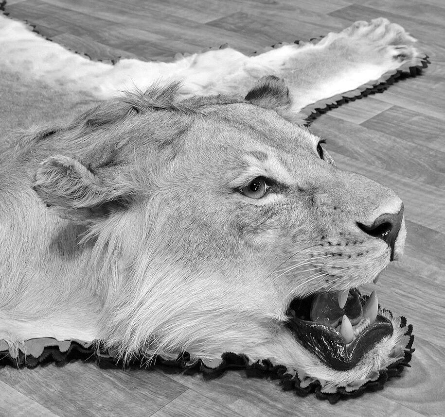 LION02.jpg